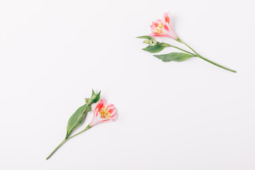 Flat lay minimal arrangement of alstroemeria flowers