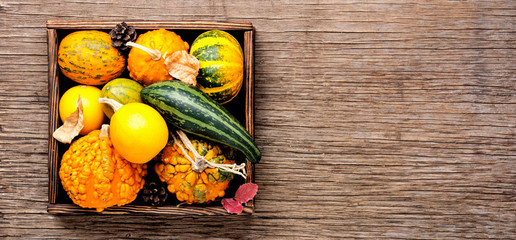 Diverse assortment of pumpkins