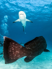 Obraz premium Karaibski rekin rafowy i grouper na Bahamach