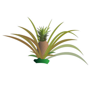 Pineapple bush with fruits. Isolated vector illustration.