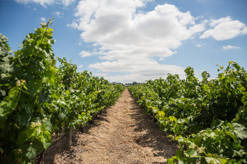 Fototapeta na wymiar Row of grapes in a vineyard with cloudy blue sky