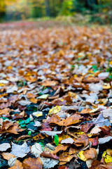 Leaves on the Road, Adirondack Mountains, NY