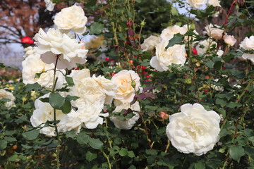 アメリカ生まれの薔薇の人気種、フレンチレース