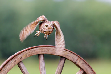 Little owl flying in the Netherlands