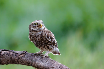 Little owl in the Netherlands