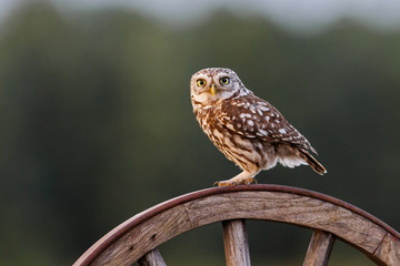 Little owl in the Netherlands