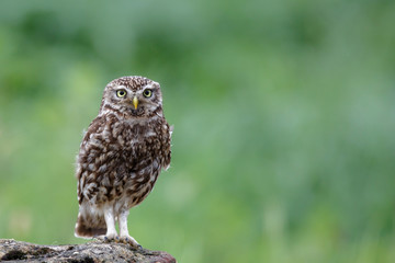 Little owl in the Netherlands