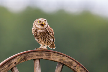Little owl in the Netherlands