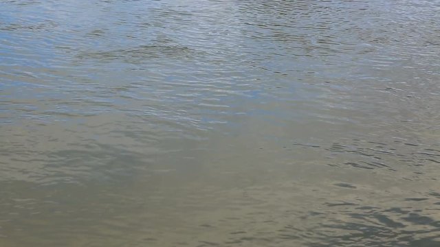 Footage of river water surface flow. Location: River Seine outside of Paris.