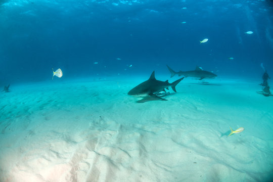 Bulls shark and Tiger shark at the Bahamas