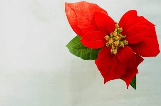 flor de navida, flor de pascua, rojo, verde, amarilo, fondo rustico, fondo de tela, christmas, a&ntilde;o nuevo.