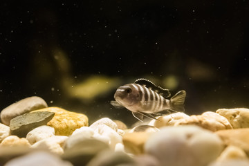 juvenile brown and white banded cichlid fish swimming in the water over some rocks