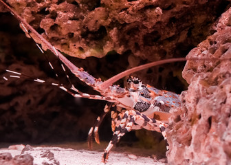 Ornate tropical rock lobster hiding behind some rocks in closeup