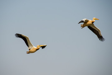 Fototapeta na wymiar Pélican blanc,.Pelecanus onocrotalus, Great White Pelican, Sénégal