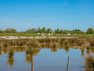 Cheval Camargue gris blanc en liberté dans les marais
