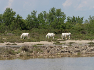 Obraz premium Cheval Camargue gris blanc en liberté dans les marais