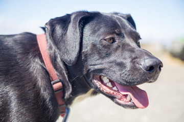 portrait of a dog