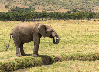 Elefant am Bach, Massai Mara Kenia