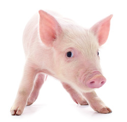 Small pink pig isolated.