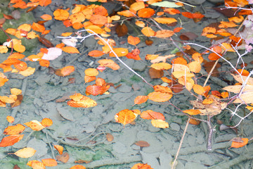 Autumn leaves floating on crystal clear water with visible lake floor.
