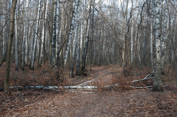 Autumn landscape with birch trees and path