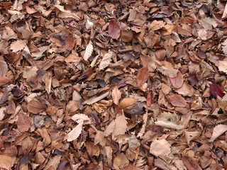 autumn leaves on ground