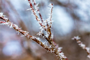 The tree branch is covered with frost on a winter day_