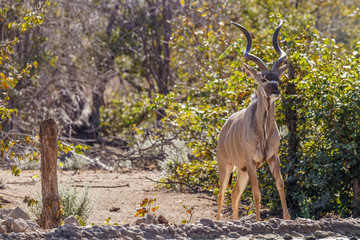 Greater kudu (Tragelaphus strepsiceros), Ongava Private Game Reserve ( neighbour of Etosha), Namibia.