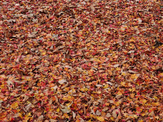 autumn leaves background