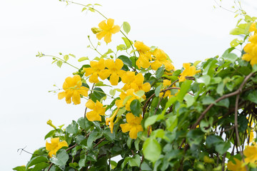 Beautiful yellow flowers with green leaves against summer blue sky background,Cat's Claw, Catclaw...
