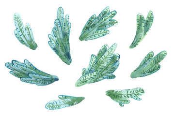 Spruce watercolor brunches set isolated on white
