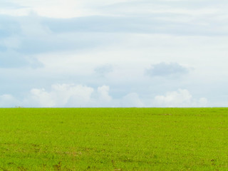 Obraz premium Green field on a cloudy day.