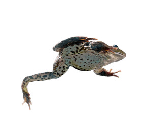 Fototapeta premium Frog in different angles on a white background.
