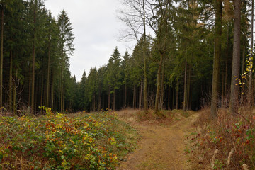 Forest in winter Ore mountains in Germany on 25th November 2018