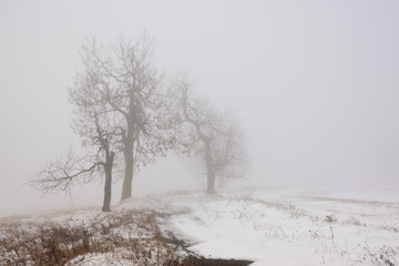 trees in foggy winter in Ore mountains on 25th november 2018