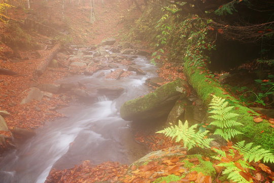 Fern near a creek in a beech forest.