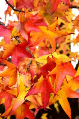 Herbstzeit, Laubfärbung des Amberbaumes