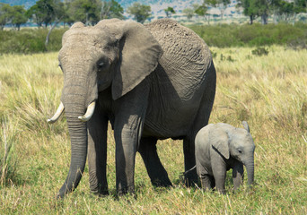 Fototapeta na wymiar Zweisamkeit, Elefanten 