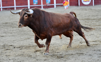 toro en españa con grandes cuernos