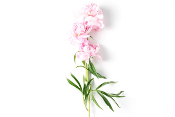 beautiful composition of pink peonies on a white background.