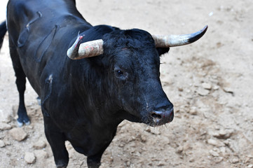toro negro en españa