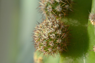 Small potted cactus close up Shallow depth of field