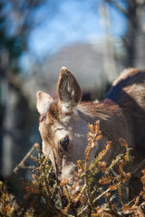 muzzle deer in Christmas trees