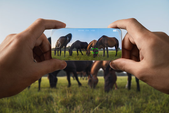 Photographing on a mobile phone. Grazing horses in the meadow. Point of view.