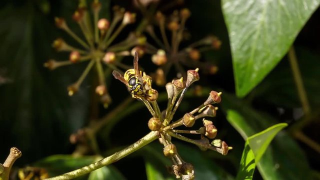 Wasps harvesting the nectar of ivy flowers. Beautiful yellowjacket sucking with its tonge the gynoecium of european ivy inflorescences. Vespula germanica, adult worker.