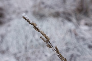 Dead straw with frost