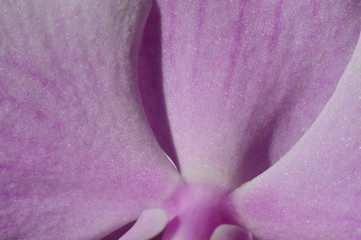 natural textured background the floral pattern of an orchid petals
