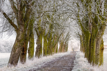 Path lined with frosty trees, Rhineland-Palatinate, Germany