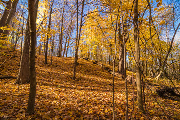 Fall lit up by the sun