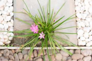 Landscape modern simple stone pathway in garden decoration with white,brown pebbles  and pink rain lily flowers
